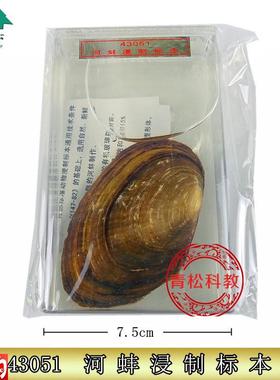 河蚌浸制标本43051小学科学实验器材学校用Z具教学仪器