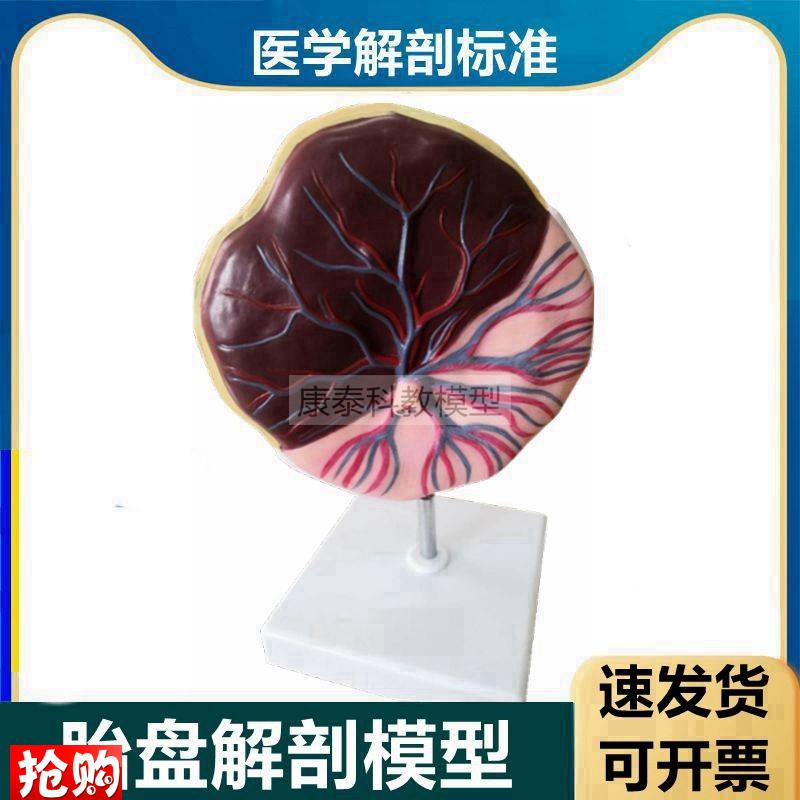 胎盘模型血管神经l脐带妊娠胎儿血液循环妇产科临床教学生殖计生