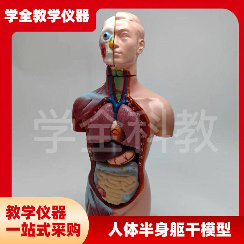 人体半身躯干模型65pcm器官内脏教学心脏解剖可拆卸结构医学玩具