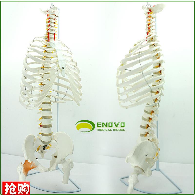 ENOVO颐诺医学人体脊柱模型腰椎骨盆整骨胸O骨肋骨胸腔骨骼架模型