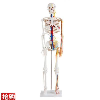 人体骨骼带心脏与血管模型85CM(全身带支架)W骨架教学美术