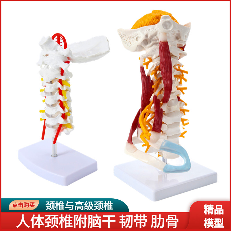 人体颈椎带颈动脉后枕骨椎间盘韧E带与神经教学模型骨骼架模型