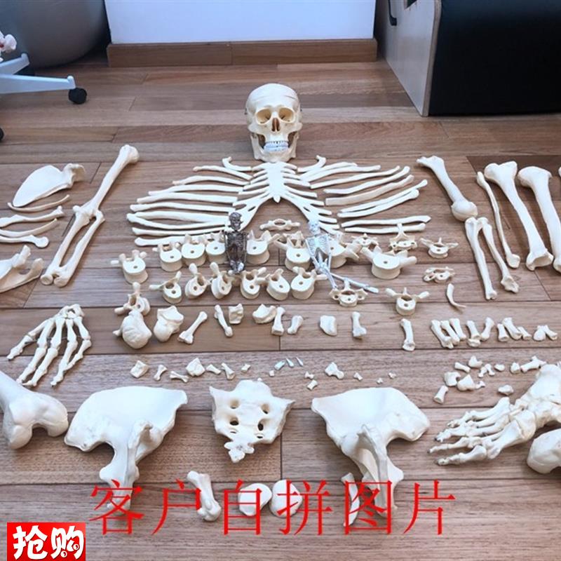 人体1:1人体骨骼o散骨骷髅骨架教学模型医用讲解展示标本玩具