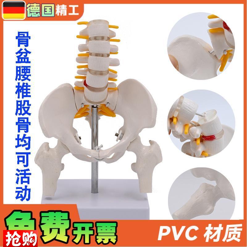德国人体可活动小骨盆模型腰椎脊椎产后修L复骨盆关节医用活动骨