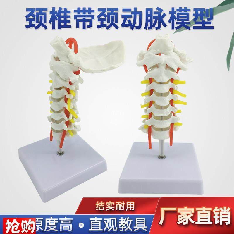 人体颈椎带颈动脉后枕骨椎间盘与神经M模型人体颈椎关节模型