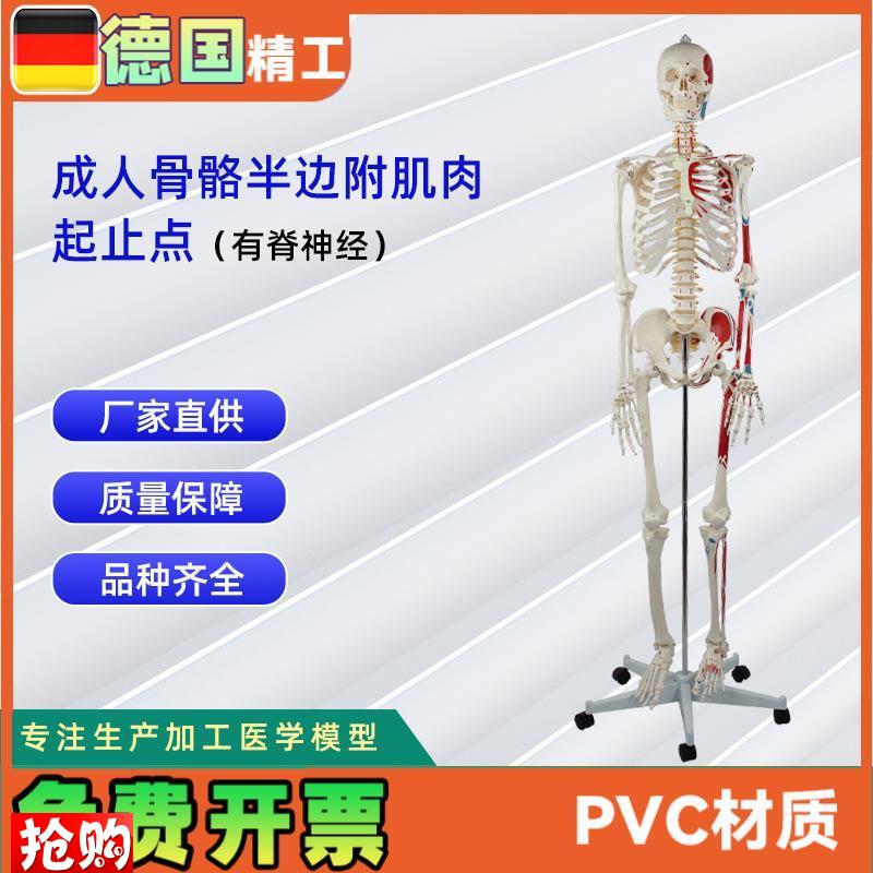 德国】成人骨骼半边附肌肉起止点(G有脊神经)医学教学模型模具