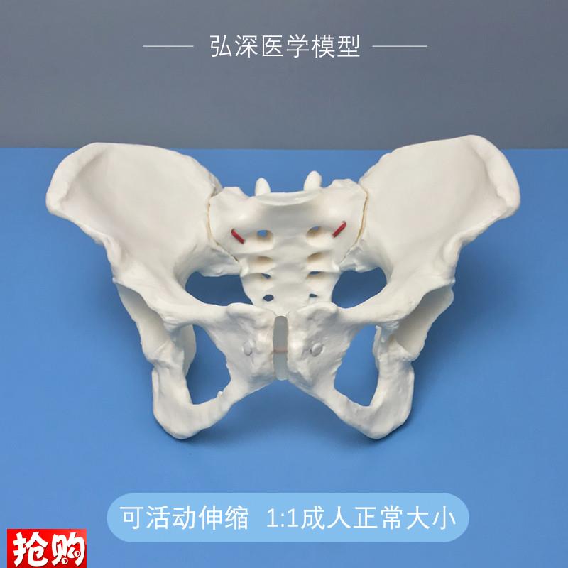 女性骨盆模型可活动伸缩松紧成y人体1比1妇科产后康复助产瑜伽教