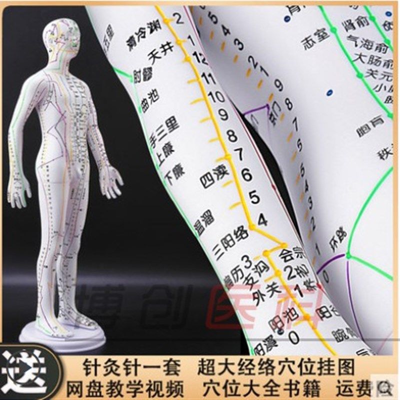 人体针灸模型人经络穴位中医全身十二铜人模特图可T扎针练习小皮