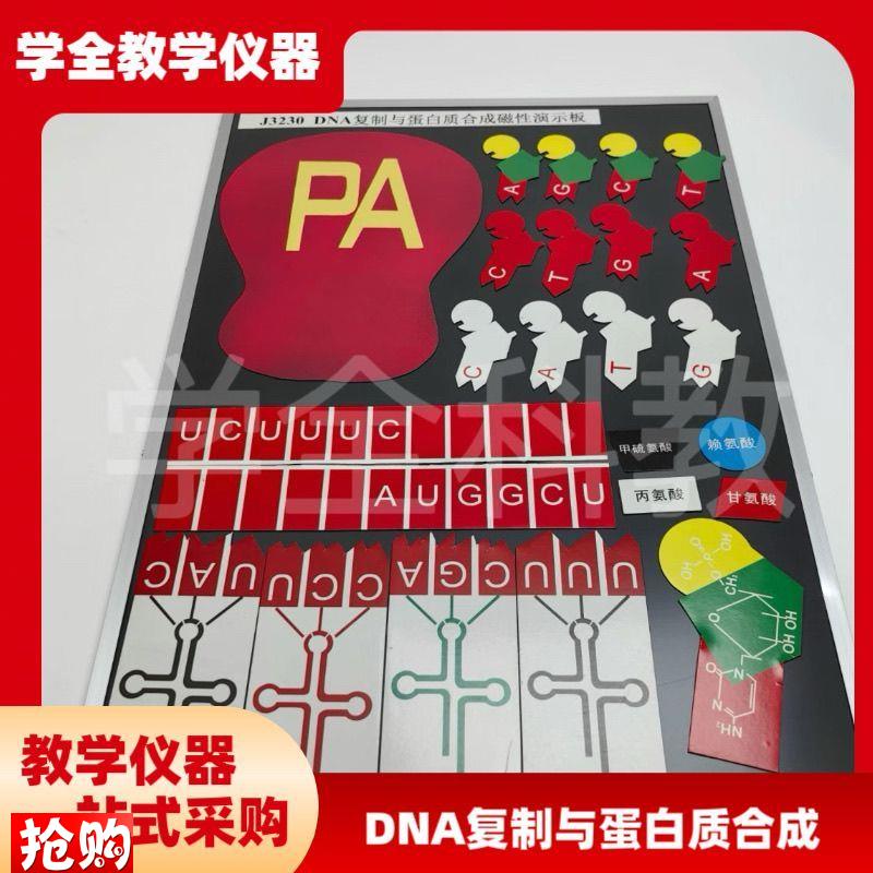 DNA复制与蛋白质合成磁性演示块J32H30磁板生物实验器材教学仪器