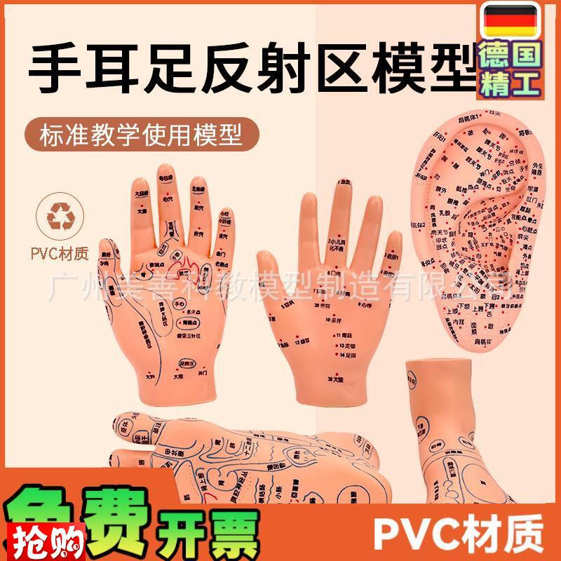 针灸足底脚模反射眼睛图脚穴位模型足部底耳模耳朵U手经络手部推