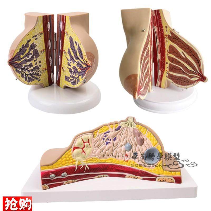 人体1:1乳房模型乳腺解剖女性生殖科J普教育教学健康厂家直销
