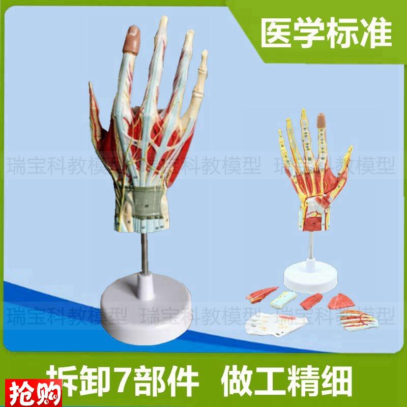 手部肌肉解剖模型l手掌肌腱骨骼关节手背血管神经临床医生外科教