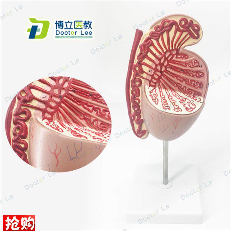 男性生殖器睾丸模型睾丸结构生殖泌尿科V模型男科模型