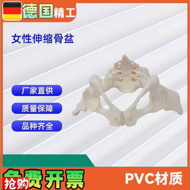 女性伸缩骨g盆人体骨盆模型医学骨骼教学模型