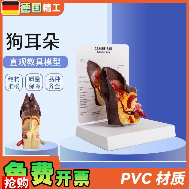 德国】医c院教学展示用品礼品动物解剖解剖模型犬科宠物狗耳朵