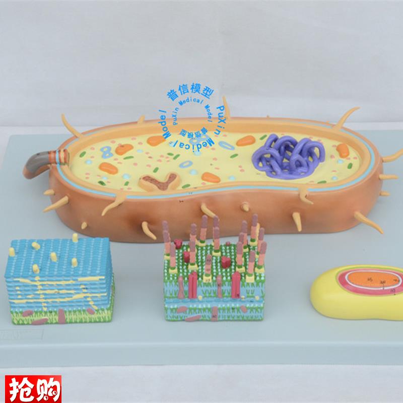 普信细菌模型细胞核模型染色体模型生物教V学模型鞭毛模型