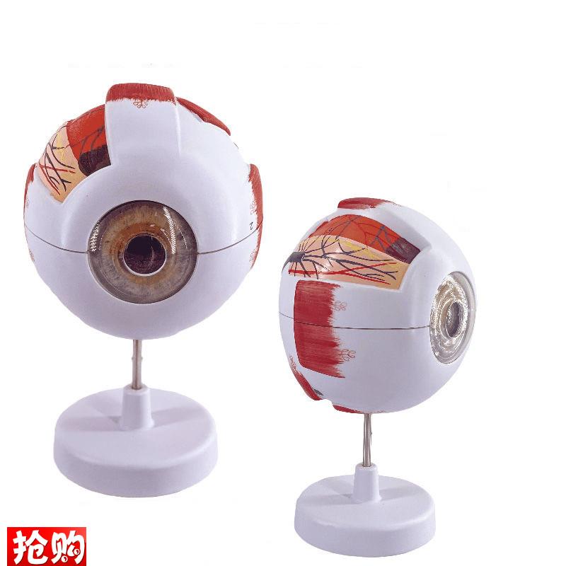 人体眼球模型晶状体角膜虹膜眼底视网膜H血管神经视力眼科光学医