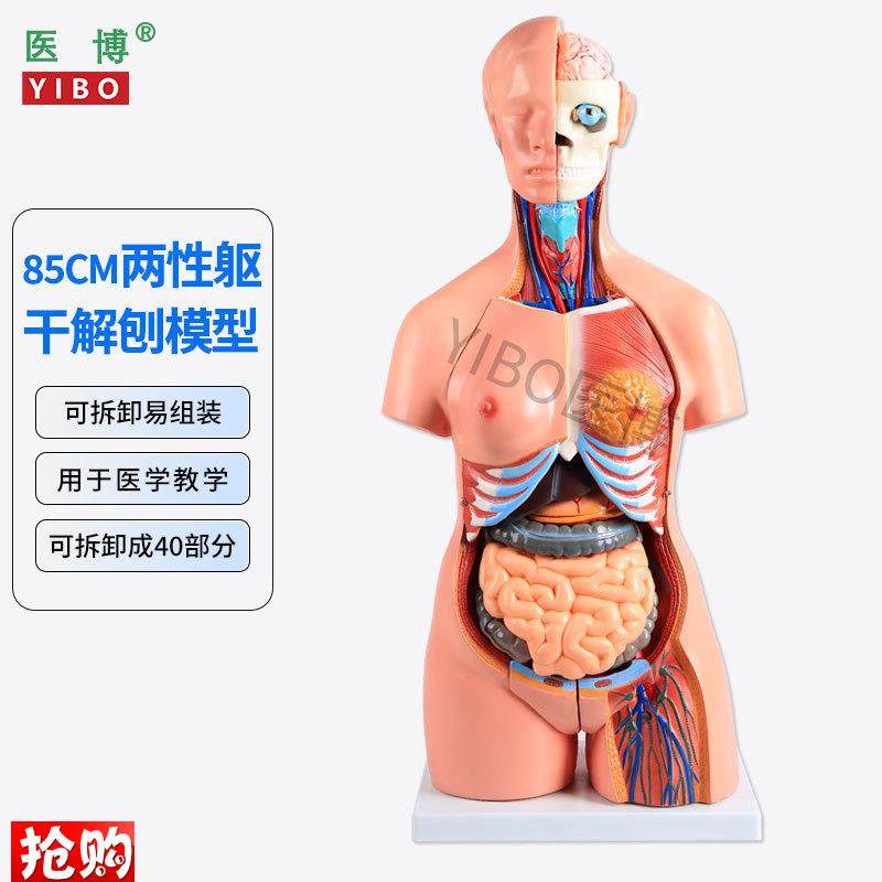 85CM两性躯干解刨模型可拆卸40r件男女性躯干及内脏器官拆卸模型