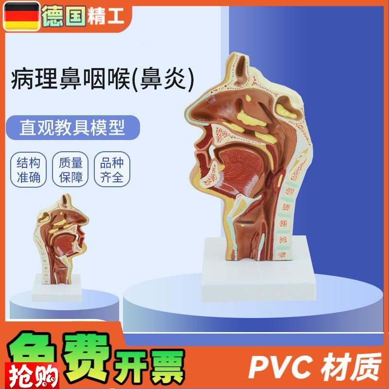 德国】PNT-h0737鼻咽喉咽喉口鼻矢状解剖耳鼻喉科五官教学模型