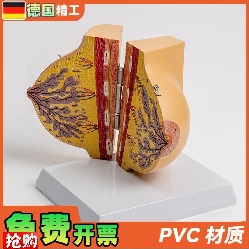 德国】乳房模型胸模型胸部解剖模型静止期女性乳房U结构造医学教