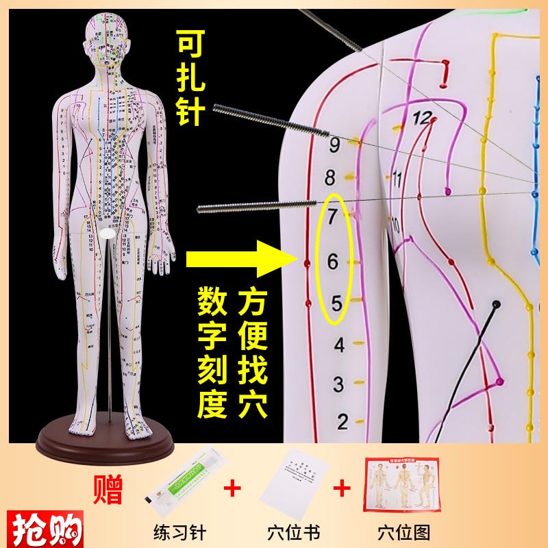 黄河中医针灸穴位模型针灸推拿w穴位模型针灸穴位52CM彩白色针灸