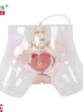 医博BIX-H4D高级透明女性导尿x模型导尿插管训练假人女性护理训练