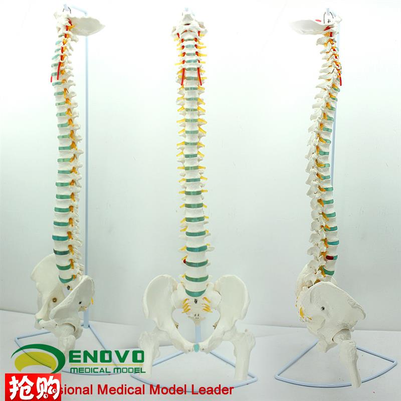 ENOVO颐诺医学人体脊柱模型脊椎骨盆I颈椎胸椎腰椎整骨科骨骼模型