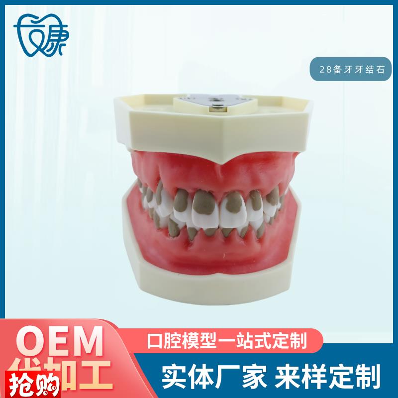 牙科全口可拆卸备牙模型软牙龈模型练习牙齿模T型送螺丝螺丝刀