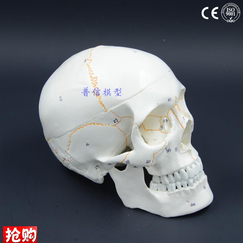 普信1比1真人大小头骨模型成人F颅骨头颅模型解剖画室写生