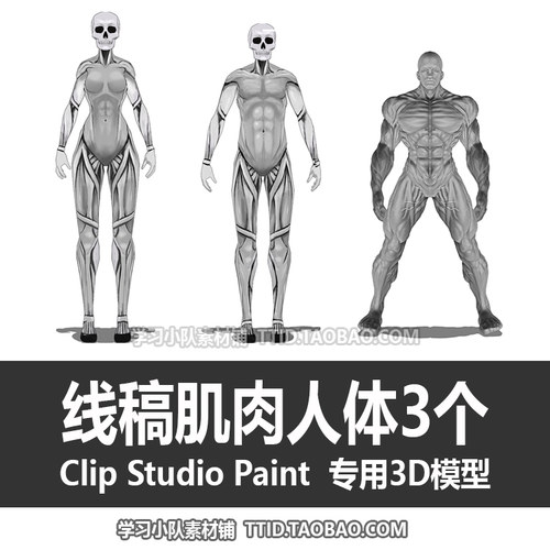 B2 49 CSP模型 线稿肌肉人体3个 CLIP STUDIO PAINT