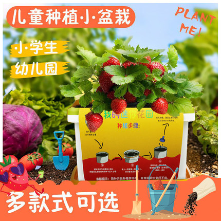 儿童种植盆栽向日葵草莓花种籽植物幼儿观察儿科学实验套装蔬菜种