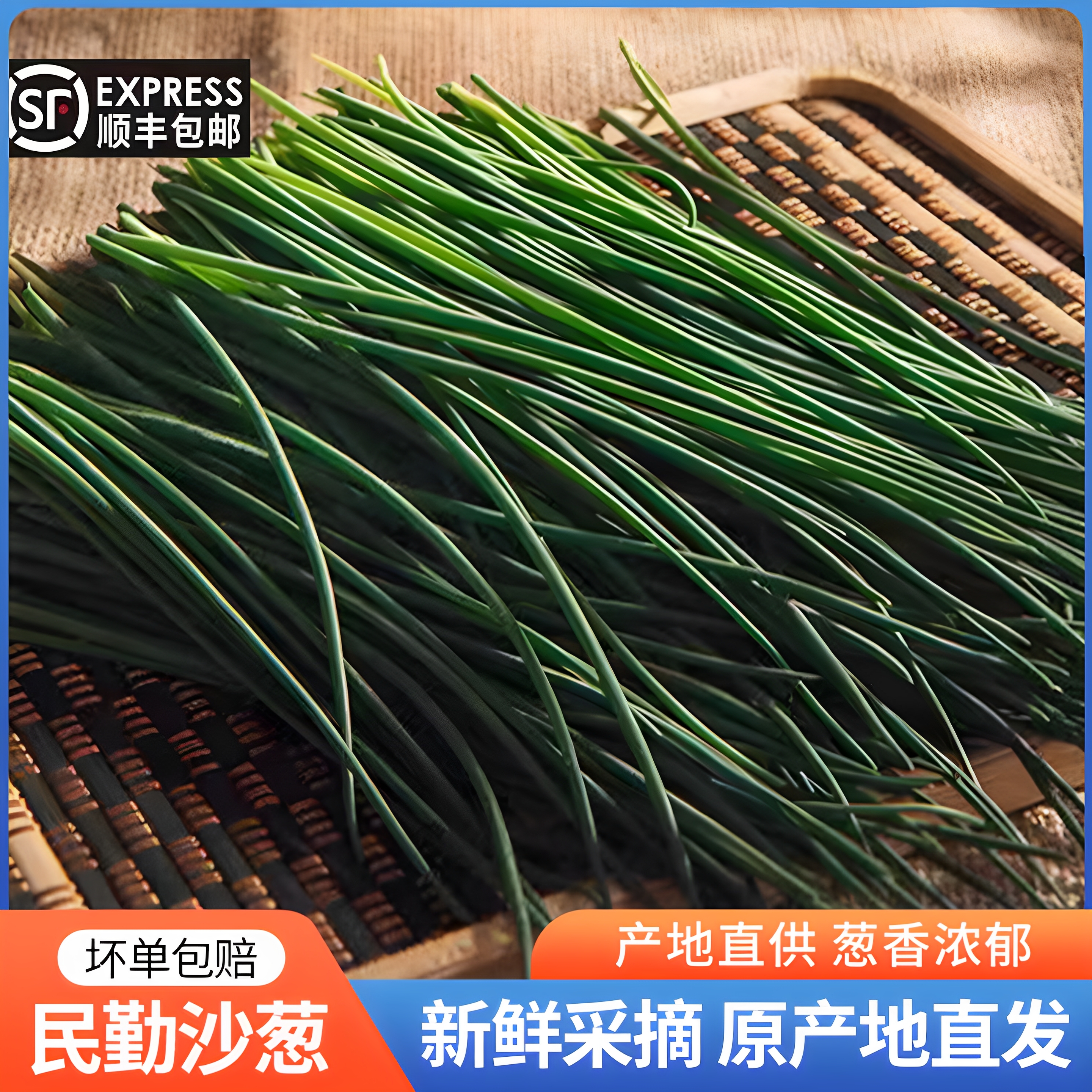 民勤新鲜沙葱现鲜辣爽口现采现发