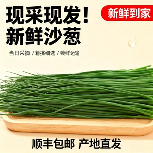 【顺丰包邮】民勤新鲜沙葱现采现发鲜沙葱半斤捆装产地直发