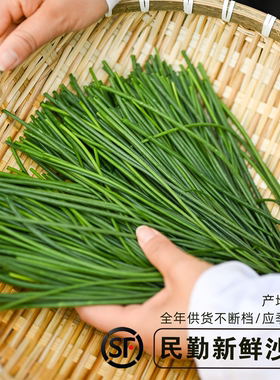 民勤新鲜沙葱捆装净菜商用保鲜