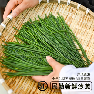 【顺丰包邮】民勤新鲜沙葱现采商用鲜沙葱半斤捆装【烂坏包赔】