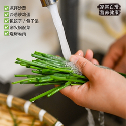 【顺丰】民勤沙葱新鲜商用特产野菜家常百搭火锅蔬菜小葱