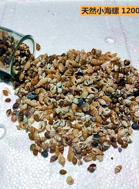 1200只天然小海螺贝壳 鱼缸造景儿童手工diy漂流海洋瓶贝壳画材料