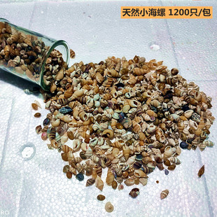 鱼缸造景儿童手工diy漂流海洋瓶贝壳画材料 1200只天然小海螺贝壳