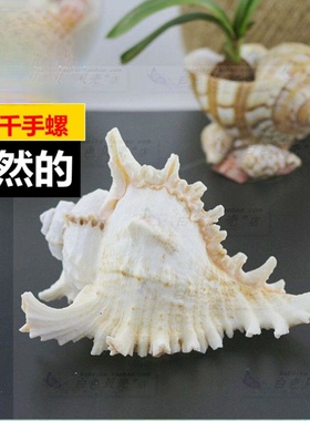 天然海螺贝壳 白千手菊花螺 可听海风声创意橱窗地台鱼缸造景摆件