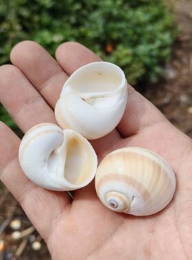 白色三湖虎鱼孵化躲避海螺贝壳