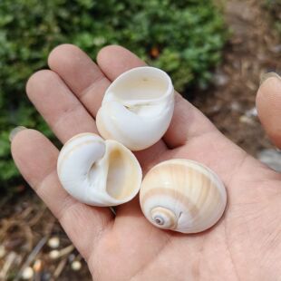 白色猫眼螺 肚脐螺 海螺贝壳 寄居蟹替换壳三湖虎鱼虾孵化躲避