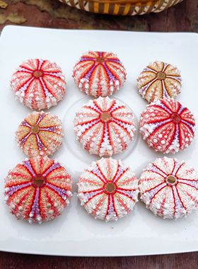 4-5㎝超大勋章海胆天然标本海洋生物科普摆件创意夜灯相框diy材料