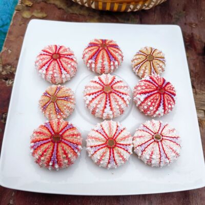 4-5㎝超大勋章海胆天然标本海洋生物科普摆件创意夜灯相框diy材料