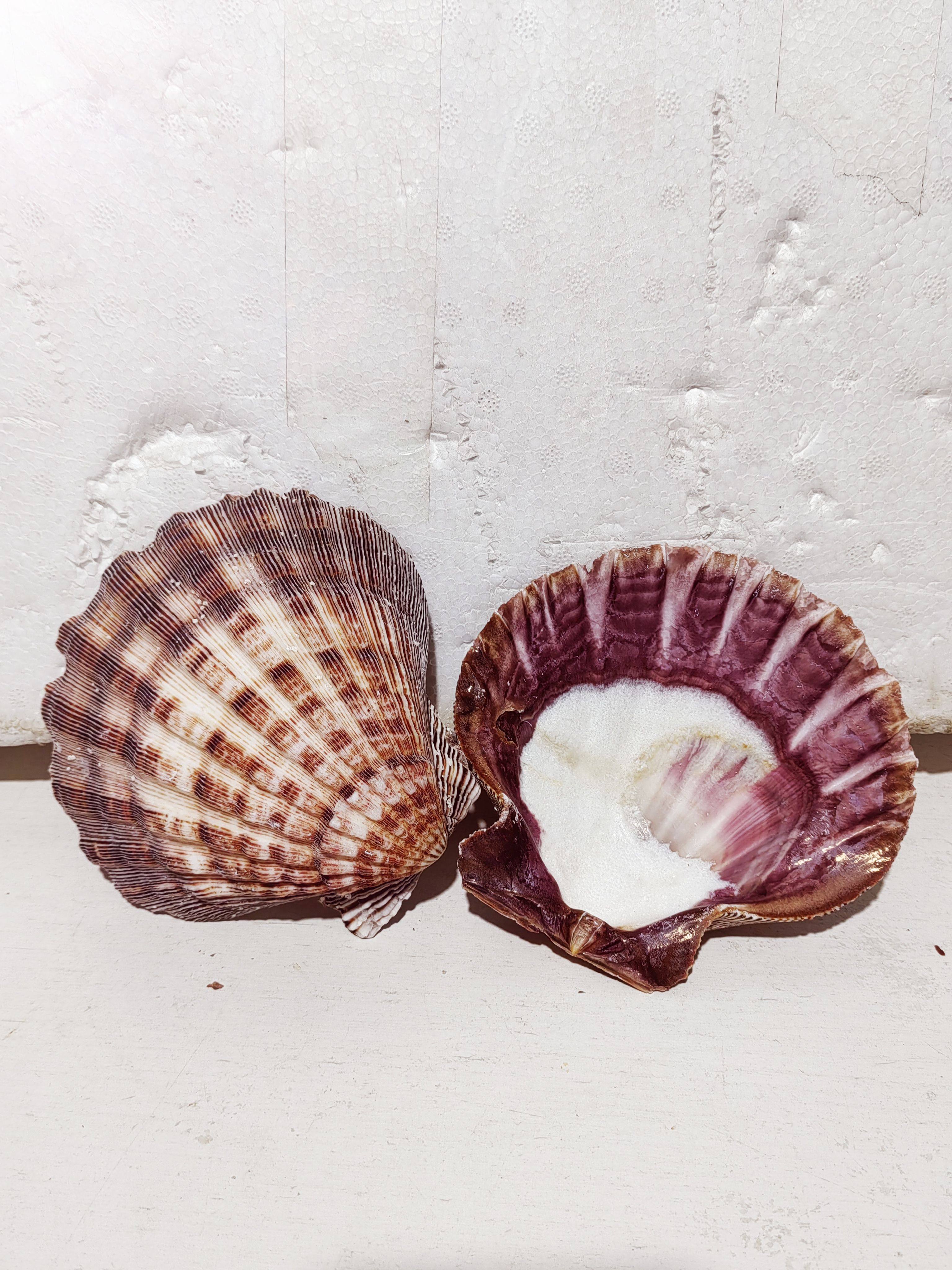 超大天然贝壳 厚扇贝狮爪贝 烧烤创意餐具 拍摄道具鱼缸造景装饰,家居饰品,海螺/贝壳/珊瑚,淘宝优惠券,粉丝福利购,淘宝优惠卷