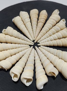 天然海螺贝壳 白钉螺半斤5-7厘米儿童手工diy材料