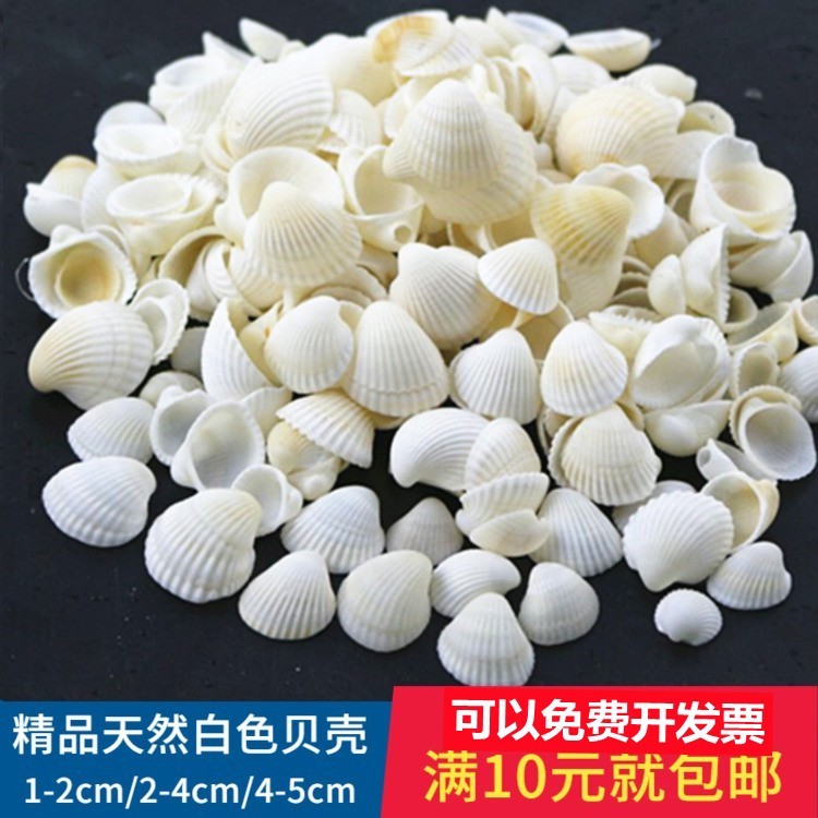 天然白色贝壳1-5cm 打孔 手工diy相框风铃儿童幼儿园手工课材料包 家居饰品 海螺/贝壳/珊瑚 原图主图