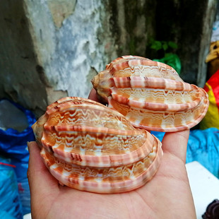 海螺贝壳 杨桃螺琴螺鱼缸水族鱼虾寄居蟹虎鱼鱼三湖鱼专用壳