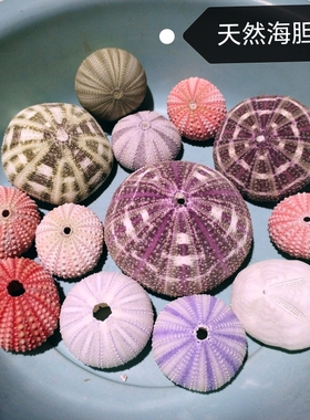 包邮稀有天然海胆壳套餐标本 空气凤梨相框小夜灯材料 紫色白粉色