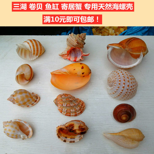 三湖虎鱼孵化替换水族海螺贝壳