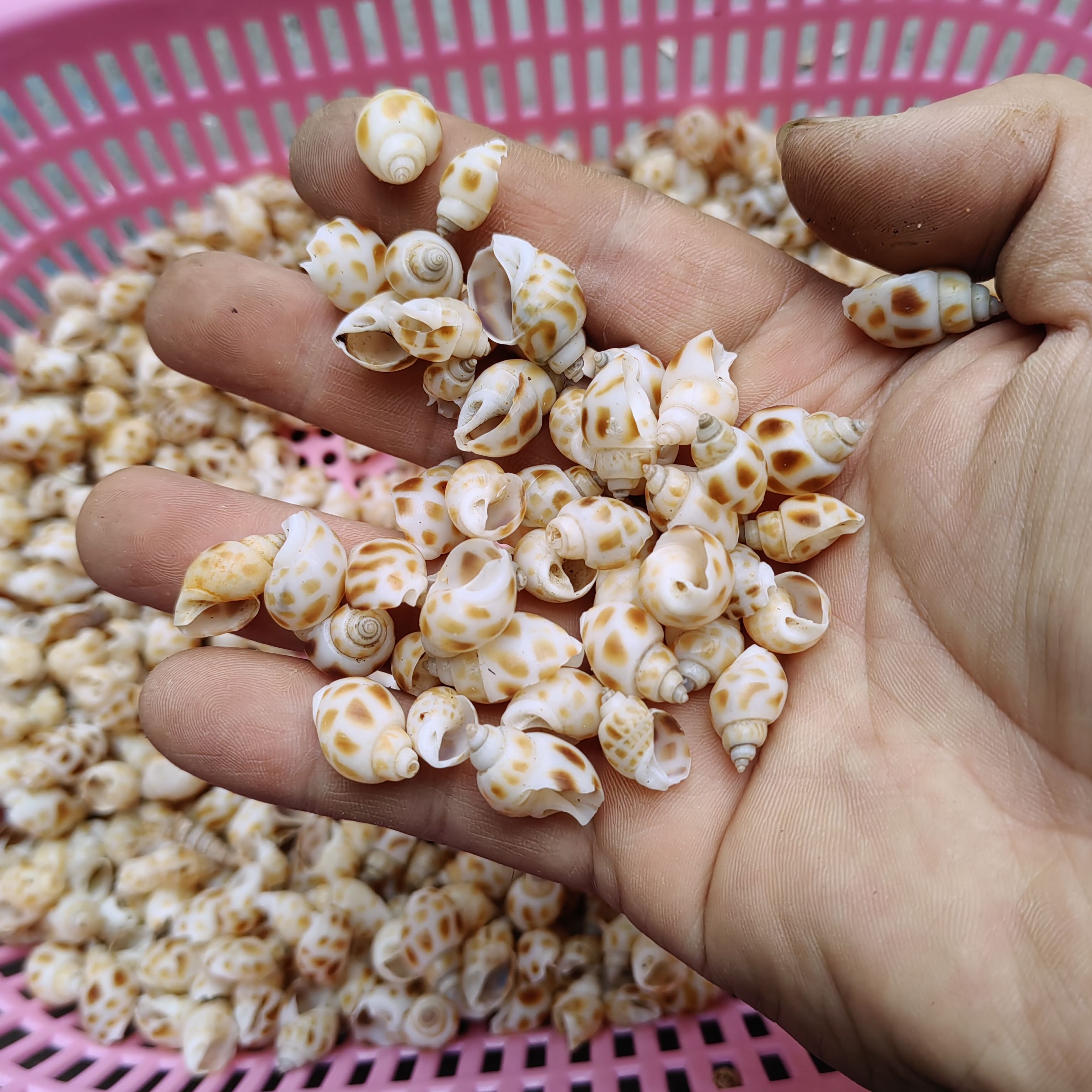 天然小海螺 1-2cm小东风花螺 手工diy漂流瓶贝壳画夜灯摆件造景